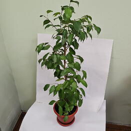 Petale Flowers