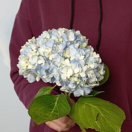Bloom Room
