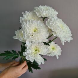 Василёк