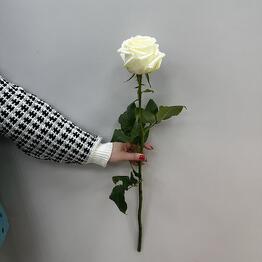 Floral Rose