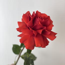 Lipa Flowers shop