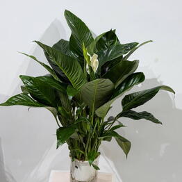 Flora Salon