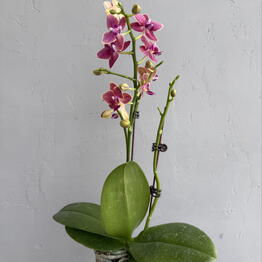  Success Flowers