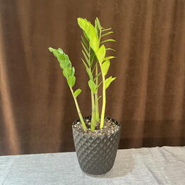 Flo Florarium