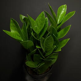 Городские джунгли (Urban jungle.shop)