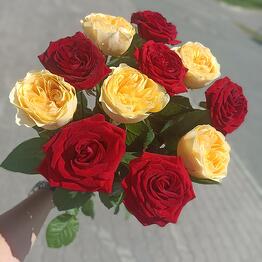 Всë Пучком