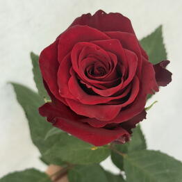 Belove&Flowers