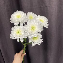 Bloomminsk