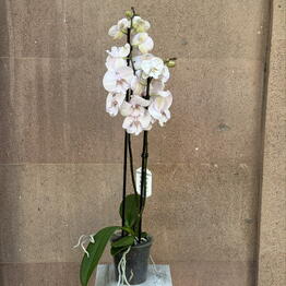 Love Bar (flower store)