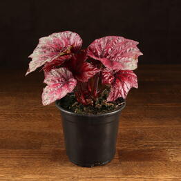 LuxuryPlants