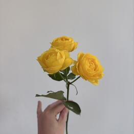 FLORADIN
