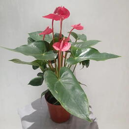  Lili Flowers