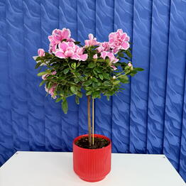 SUNFLOR