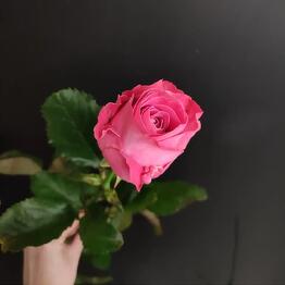  Success Flowers