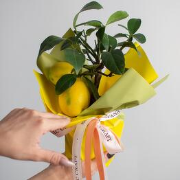 BOTANIC CRAFT