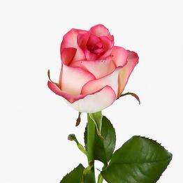 InBloom