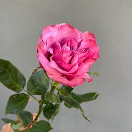 Зелёная улица