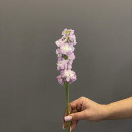 I FIORI