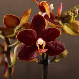 LuxuryPlants