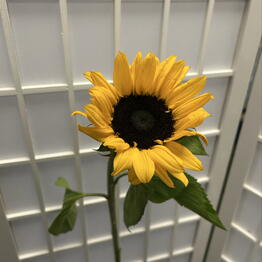 Ni_s_flowers