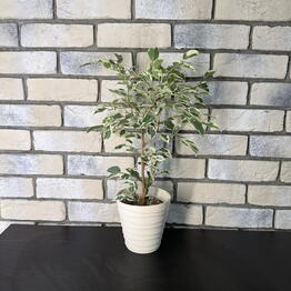Green Lavka 37