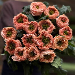 Cvetochniy Ray