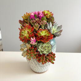 SUNFLOR