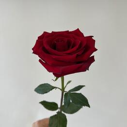 Flor-Artist
