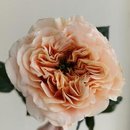 Flowers Story