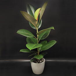 Succulenteria