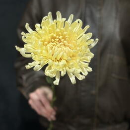 BANDA FLOWER
