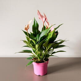 Musa Plants