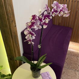 LAVANDA flowers