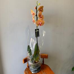 Azaliya Flower Pub