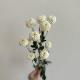 TIFFANY FLOWERS