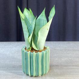 plants.nsk&kashpo_gorshok