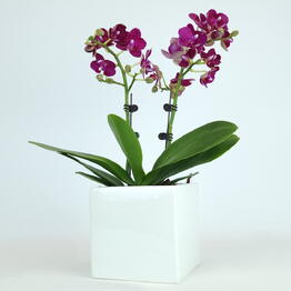 FloraManiya