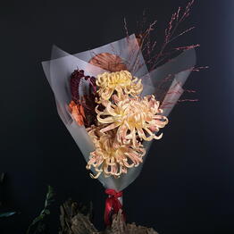 O1 studio