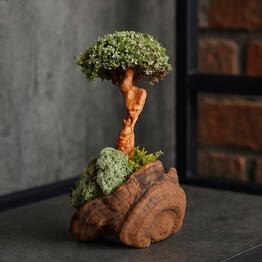Cetraria