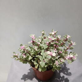  Lili Flowers
