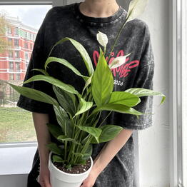 Pocket Jungle