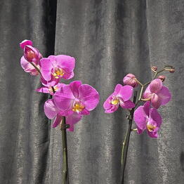 Altea Flowers