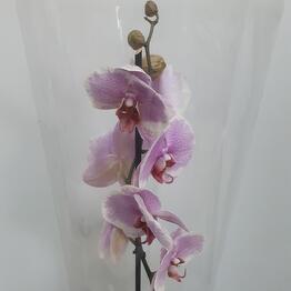 Ирис Blumen