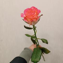 Бутоника