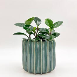 plants.nsk&kashpo_gorshok