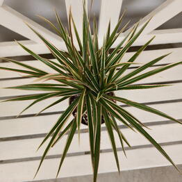 NimFlora