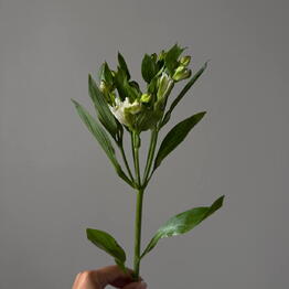 17flowers