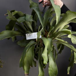 MisunFlora