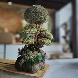 Cetraria