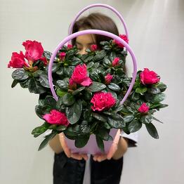ML_flowers